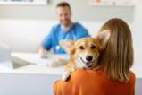 Die 7 besten Tipps für einen entspannten Tierarztbesuch mit Ihrem Hund Aufmacher
